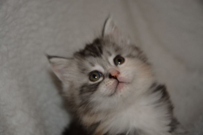 25446049_812993065575728_6315030051119630709_n