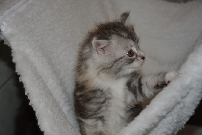 25446384_812992928909075_3863167902279251403_n