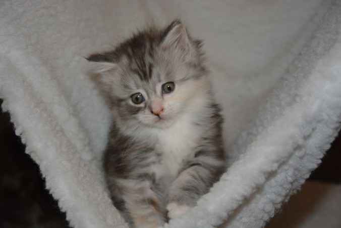 25507787_812992572242444_5824109894504437310_n