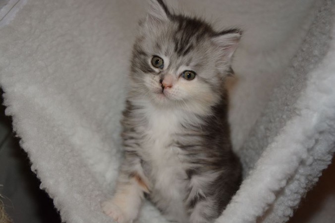 25507793_812992992242402_6658262767255547542_n