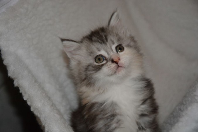 25550110_812992575575777_1075333073642055149_n