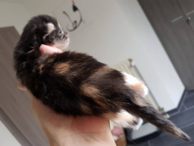 26165946_819423844932650_8795259487331612679_n