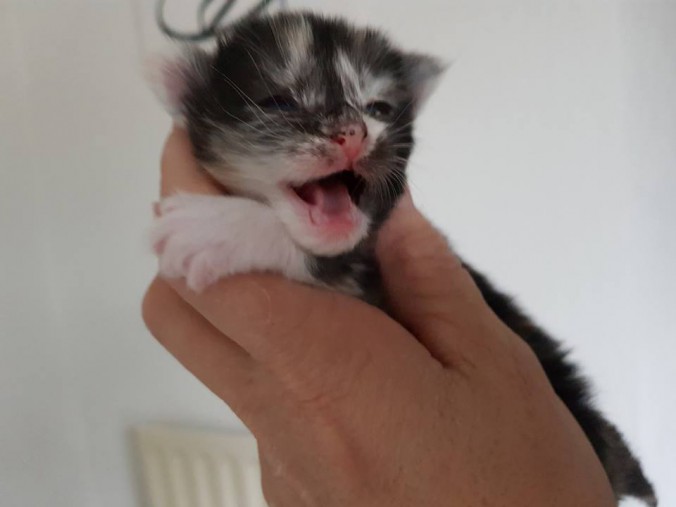 26168753_819423314932703_8139515211018478203_n