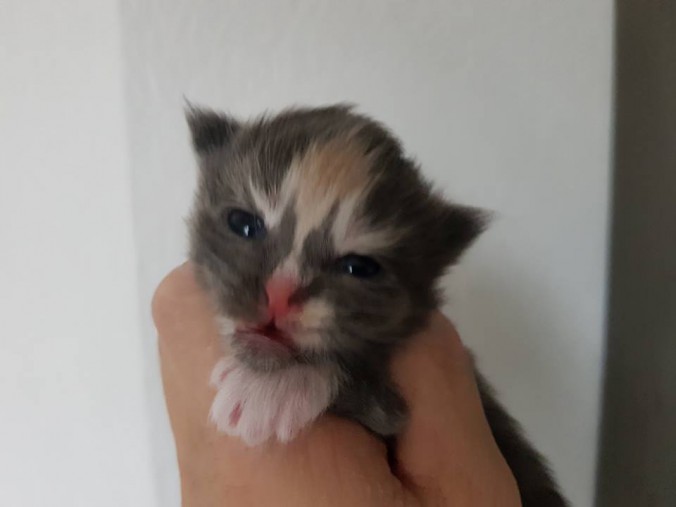 26220268_819355231606178_5169067618056694937_n