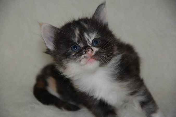 26730763_826522407556127_2344268956900766689_n