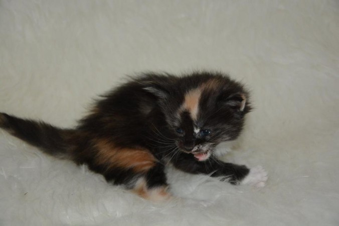 26730848_826527534222281_1113289749941005140_n