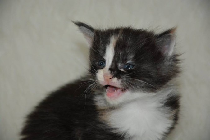 26730918_826533587555009_8857658005662611838_n