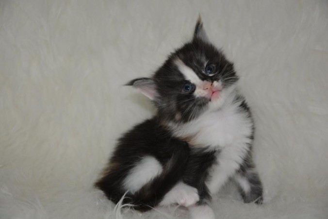 26731212_826533664221668_355251821984920791_n