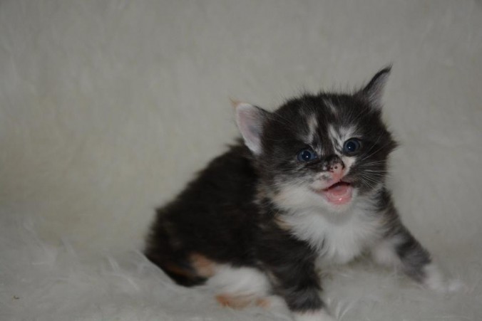 26733828_826522387556129_8426830780417000071_n