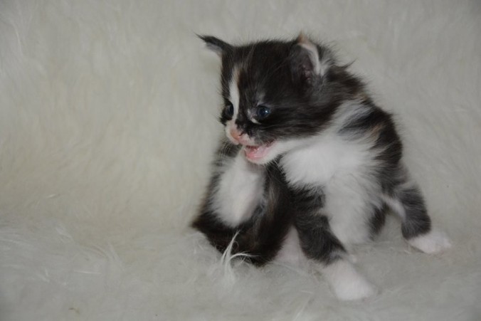 26734047_826533520888349_6011927803648992420_n