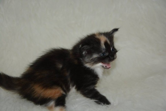 26734160_826527650888936_8684819429241608781_n