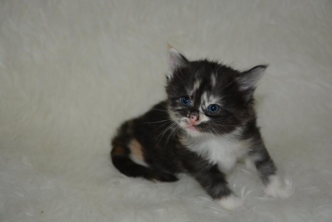 26734296_826522010889500_4703952417814243328_n