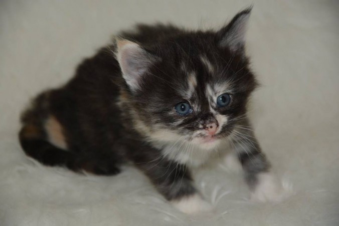 26805007_826522344222800_348696564269141141_n