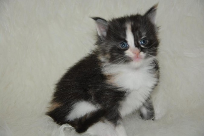 26805084_826533567555011_6314248197759217593_n