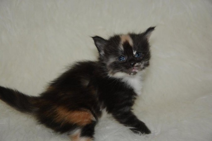 26805153_826527530888948_2240878790536251130_n