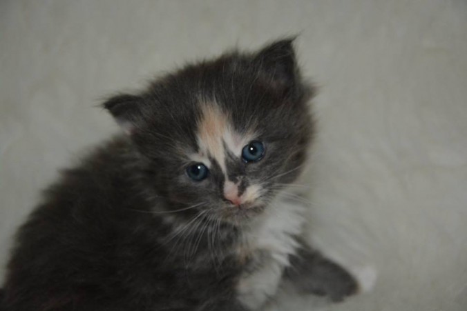 26805198_826518514223183_4538507959193693348_n