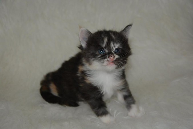 26805312_826522307556137_4722996084685672722_n