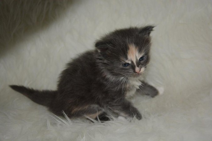 26814582_826518520889849_1275302876599786262_n