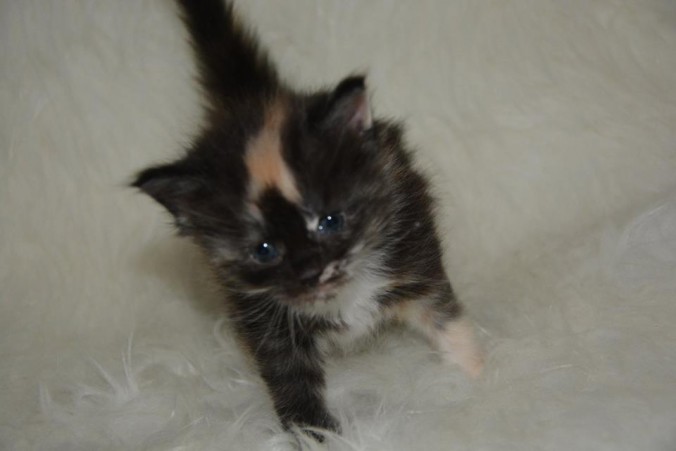 26814664_826527640888937_6020367771747497841_n