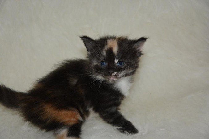 26814888_826527540888947_5758458756851121635_n