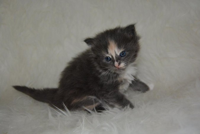 26815096_826518517556516_1969889280393033524_n