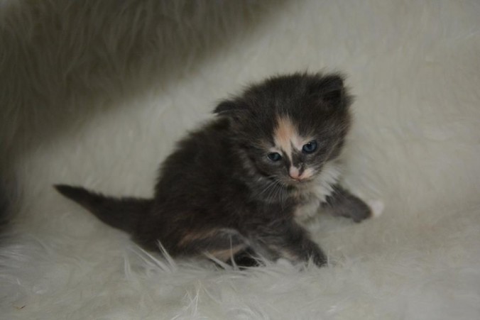 26815157_826518750889826_8100447811086446412_n