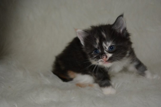 26904062_826522260889475_7821176215483231625_n