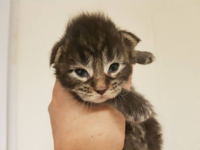 33503318_893918884149812_2469607178747510784_n