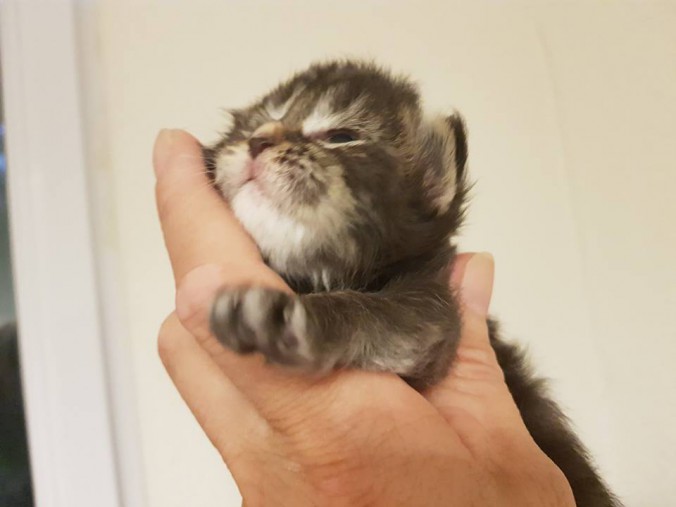 33525779_893918760816491_990376345575882752_n