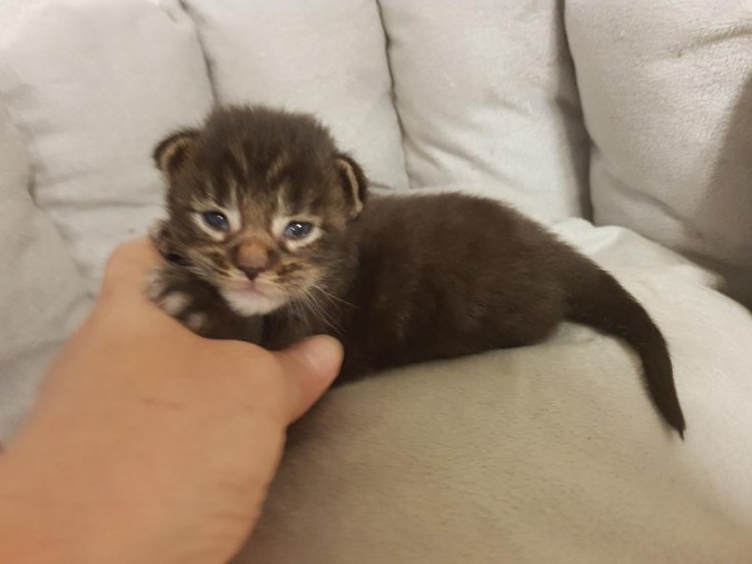 33573940_893919464149754_1309166801313071104_n