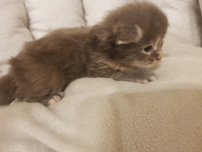 33576001_893918647483169_2954394950789234688_n