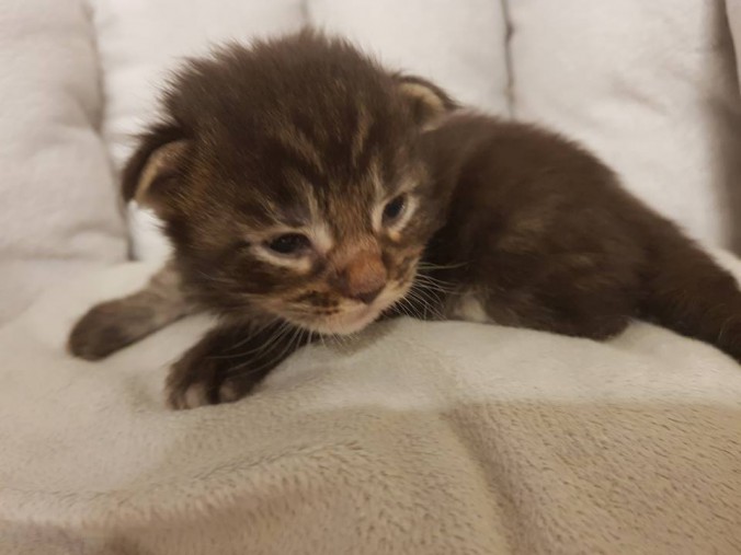 33592465_893919377483096_8676971760656056320_n