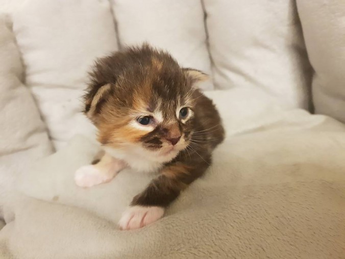 33622112_893919200816447_6916577868478676992_n