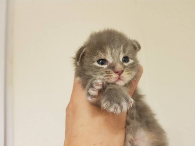 33622889_893918607483173_5095505326883471360_n