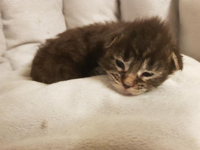 33745960_893918960816471_2732668303515320320_n