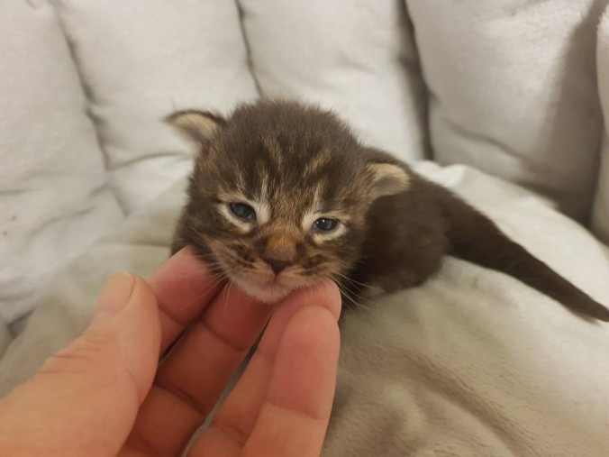 33766480_893919554149745_4308991476617969664_n