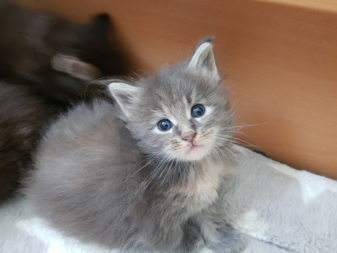 34984861_902793723262328_3073876371118751744_n