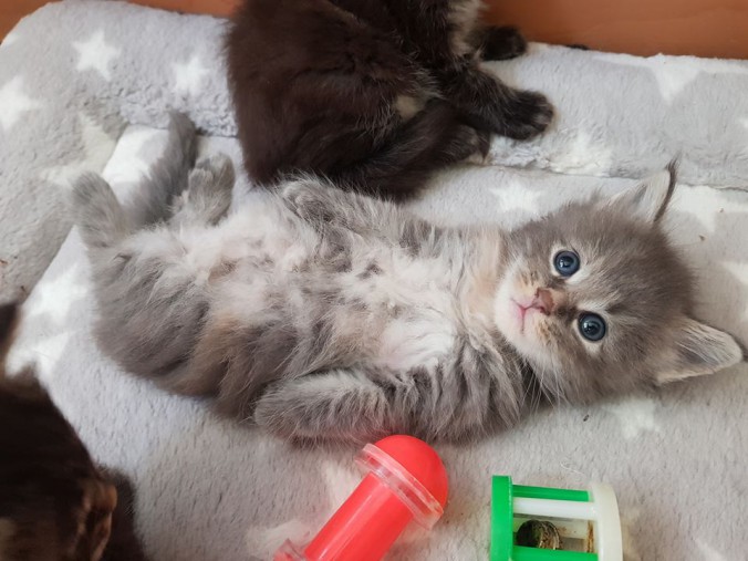 35055613_902793593262341_8986336876302434304_n