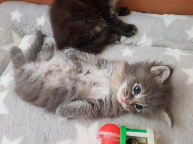 35061133_902793526595681_7269538869274476544_n