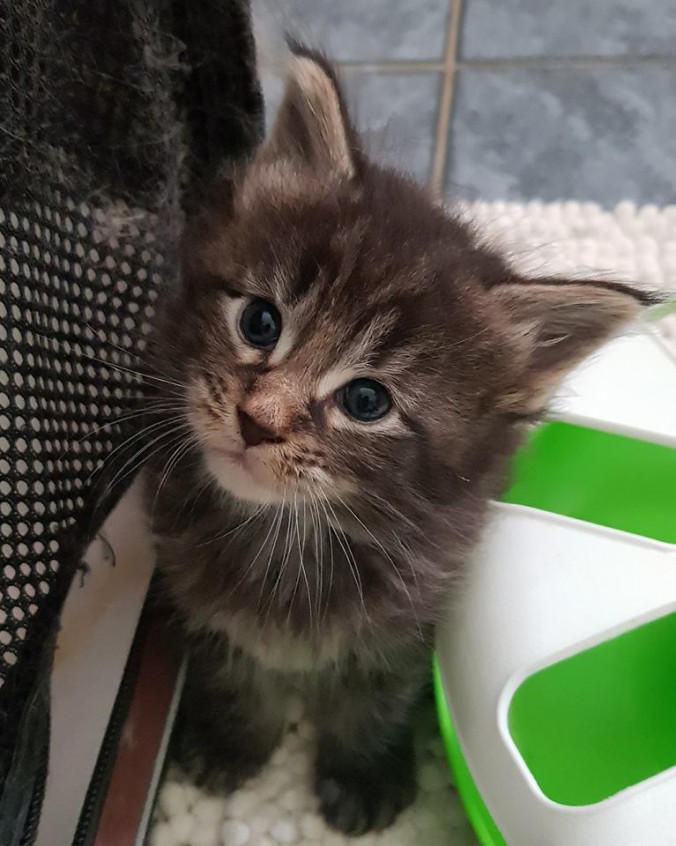 35071158_902796633262037_5835837876306182144_n