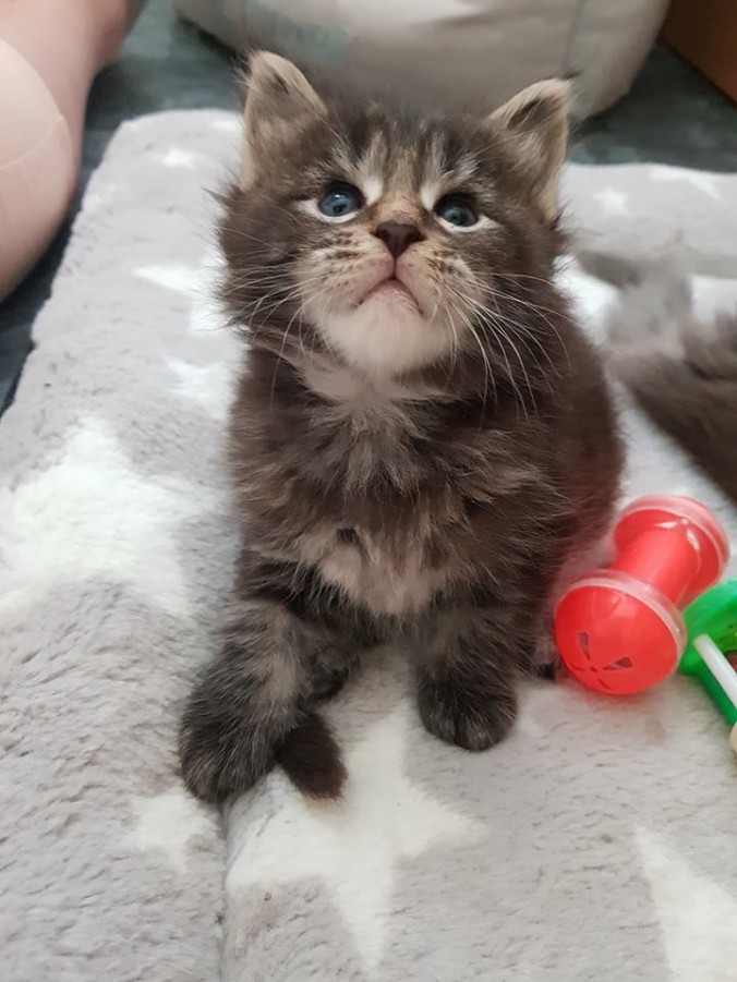 35077438_902796813262019_2209748896991674368_n