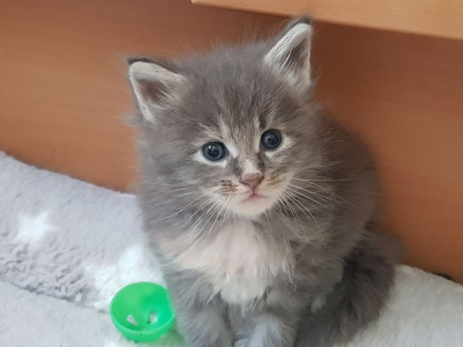 35145200_902793849928982_3810044825193938944_n