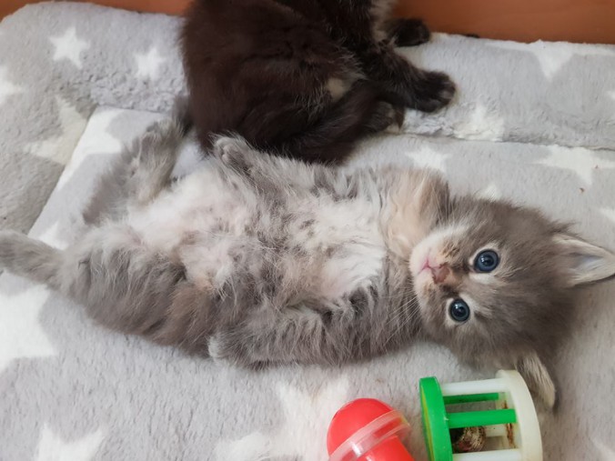 35160537_902793439929023_1933471221551202304_n