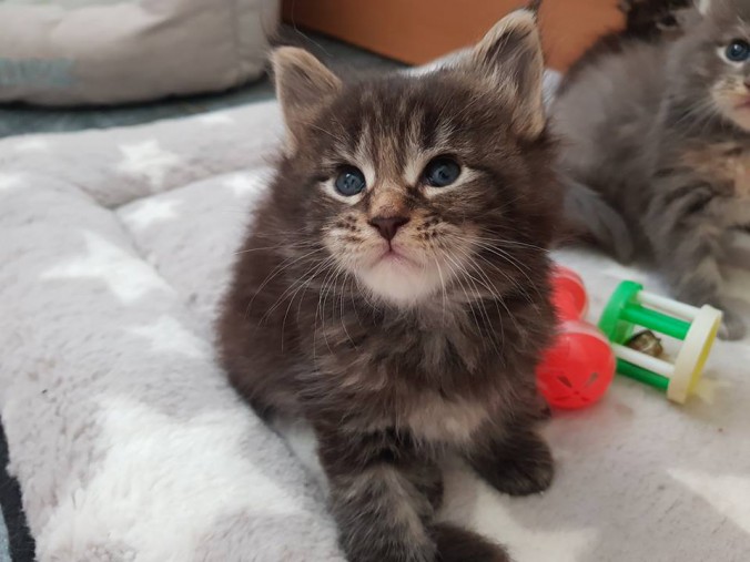 35238229_902796909928676_6360983841120714752_n