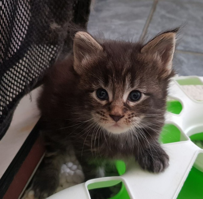 35242236_902796513262049_6373600814358855680_n