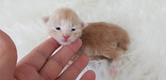 36457814_923387091202991_2723118392193056768_n