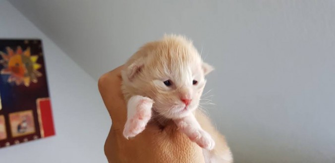 36500409_923387271202973_3269427095394058240_n