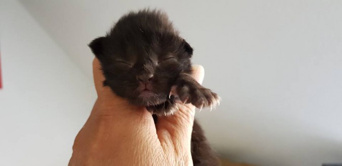 36526734_923387451202955_751170169249726464_n