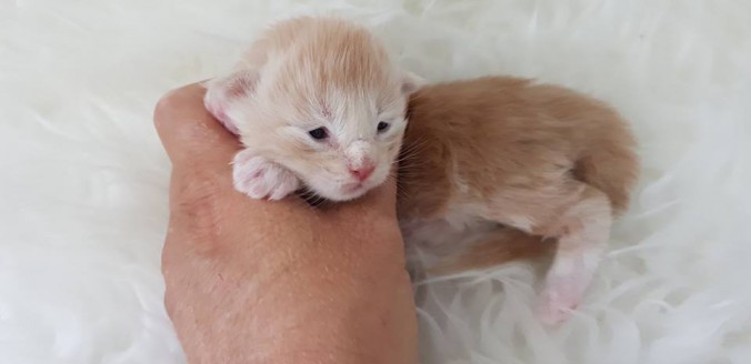 36531132_923387167869650_1095603426579972096_n