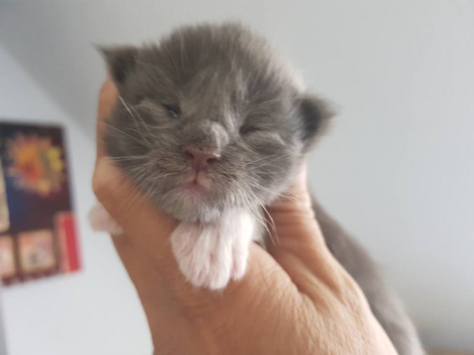 36587432_923387671202933_9085098828935200768_n